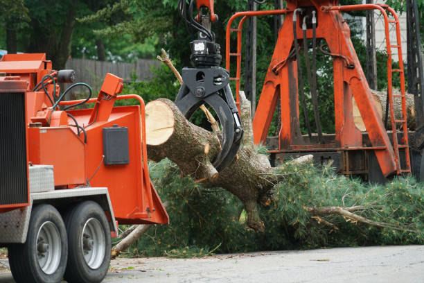 Trusted Ithaca, MI Tree Care  Experts